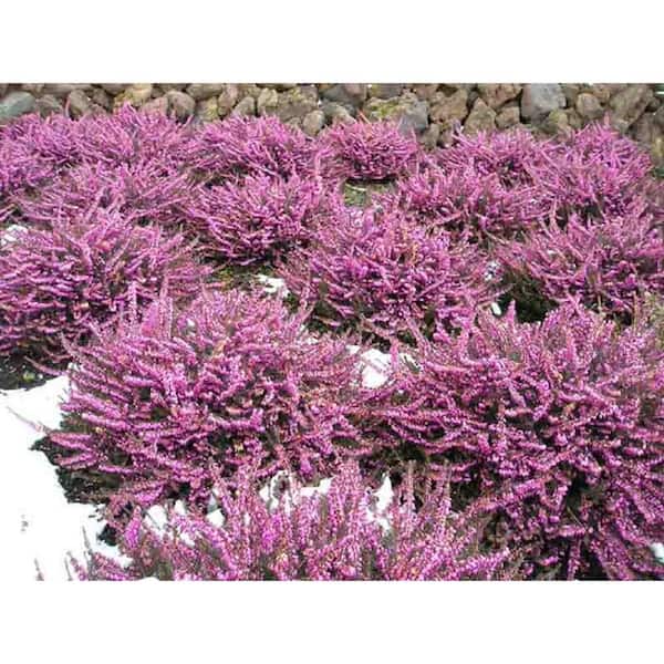 1 Gal. Kramer's Red Winter Heather Live Evergreen Shrub with Magenta-Red Flowers