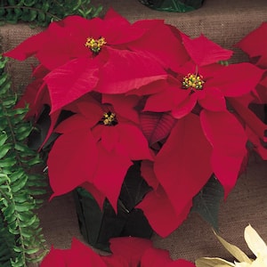 6 in. Live Red Holiday Poinsettia Plant