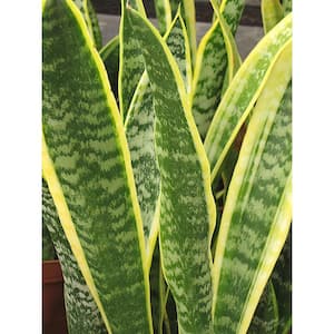 1.5 Qt. Snake Plant Sansevieria Laurentii Plant in 6 in. Designer Pot