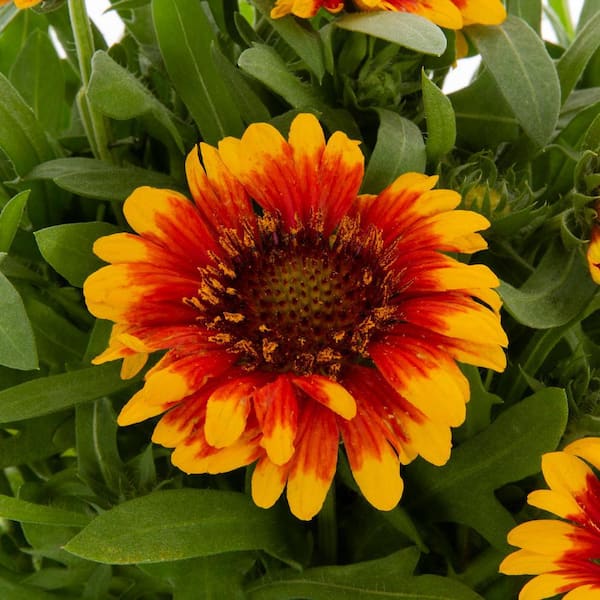 1 Gal. Barbican Yellow Red Ring Gaillardia Blanket Flower Red and Yellow Bicolor Perennial Plant