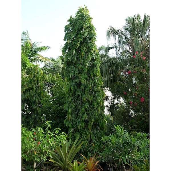 Wekiva Foliage Mast Tree-Live Plant in a 3 Gal. Growers Pot-Polyalthia Longifolia-Extremely Rare Ornamental Trees of the World