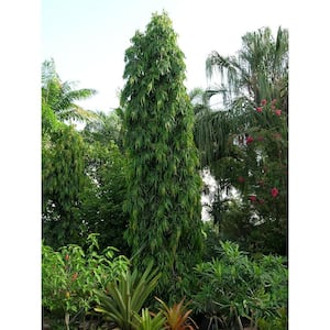 Mast Tree-Live Plant in a 3 Gal. Growers Pot-Polyalthia Longifolia-Extremely Rare Ornamental Trees of the World