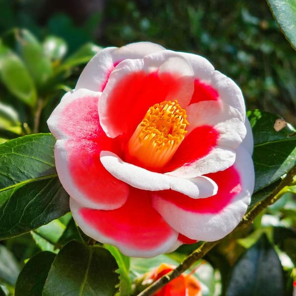 National Plant Network 3 gal. Camellia Japonica Sadaharu Oh Shrub