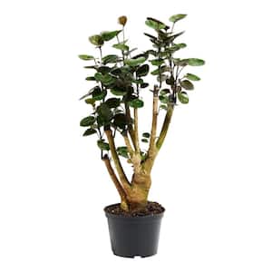 6 in. Fabian Aralia Stump (Polyscias Scutellaria) Plant in Grower Pot