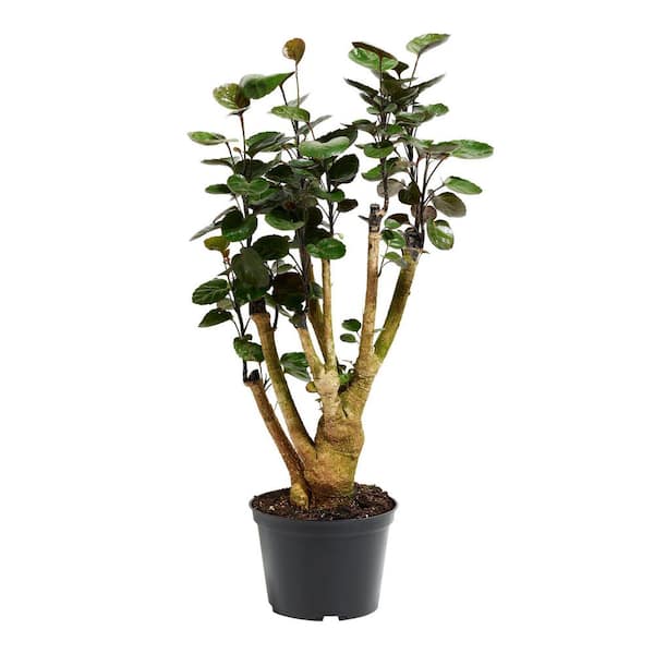LIVELY ROOT 6 in. Fabian Aralia Stump (Polyscias Scutellaria) Plant in Grower Pot