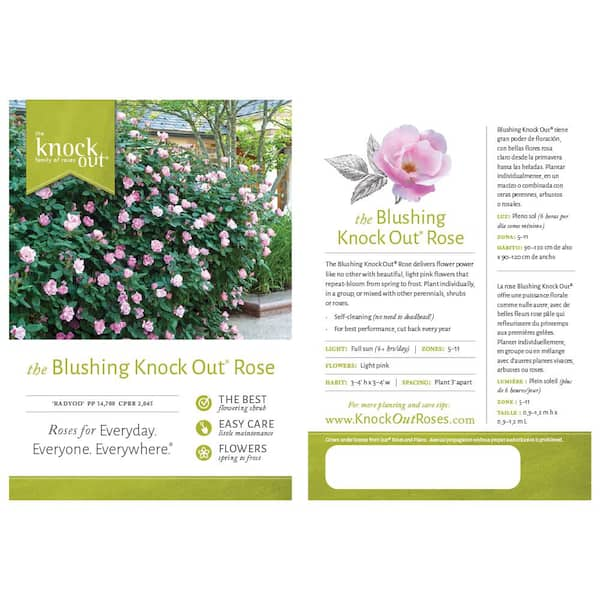 KNOCK OUT 2 Gal. Pink Double Knock Out Rose Bush with Pink Flowers 13212 -  The Home Depot