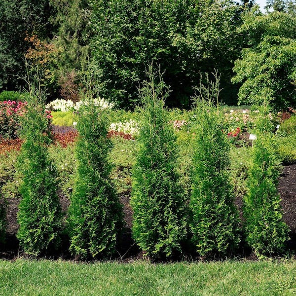 DIRECT GARDENING 2 Gal. Pot, Private Jet Upright Arborvitae Bush
