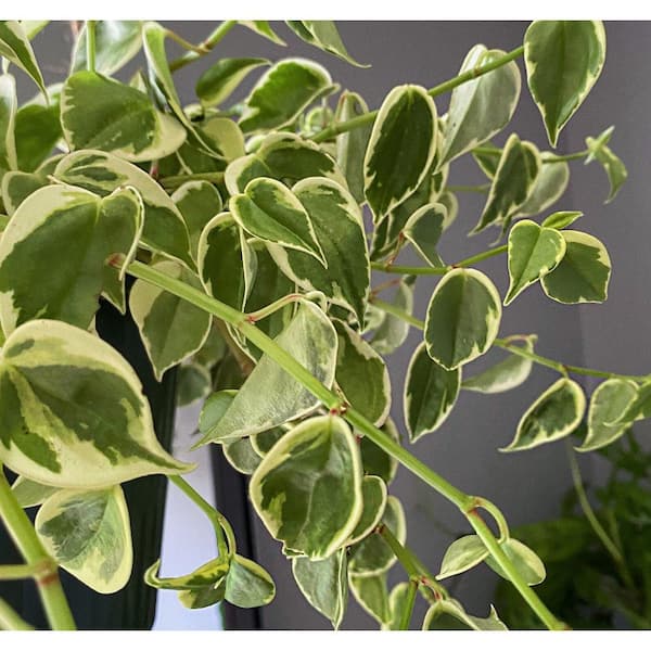 Peperomia Cupid Variegated-Live Plant in 4 Inch Growers Pot-Peperomia Scandens Variegata-Indoor Houseplant