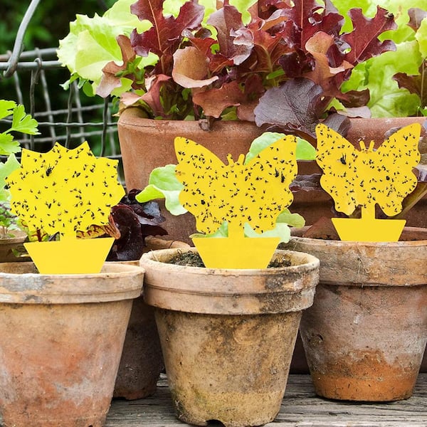 Indoor and Outdoor Fruit Fly Traps Yellow Sticky Plant Bug Fungus Fly Trap  Outdoor, (48-Pack) B07ZKJWL2T - The Home Depot