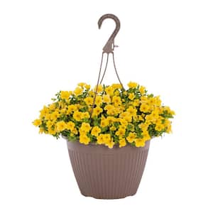 1.75 Gal. Calibrachoa Million Bells Aloha Kona Yellow in Decorative Hanging Basket Annual Plant (1-Pack)