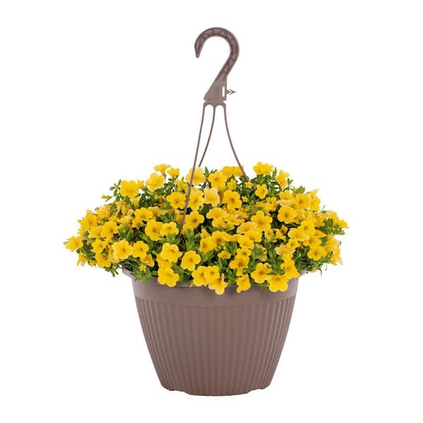 Vigoro 1.75 Gal. Calibrachoa Million Bells Aloha Kona Yellow in Decorative Hanging Basket Annual Plant (1-Pack)