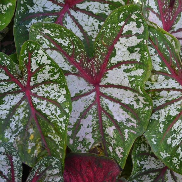 VAN ZYVERDEN Caladiums Fancy Leaf Carousel Bulbs (Set of 6)