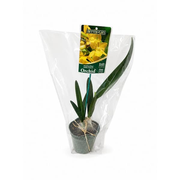 Orchid Species Plant 4 in. PKG in Plastic Pot