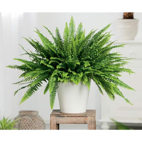 BELL NURSERY 4.9 Qt. Fern Plant in Pot
