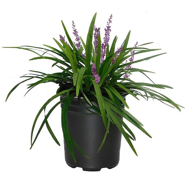 Unbranded 2.5 Qt. Big Blue Liriope Plant with Grass-Like Green Foliage and Purple Blooms