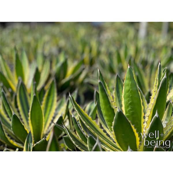 Nature's Way Farms Agave Quadricolor Variegated Outdoor Live Plant (12-16 in. Tall) in Grower Pot