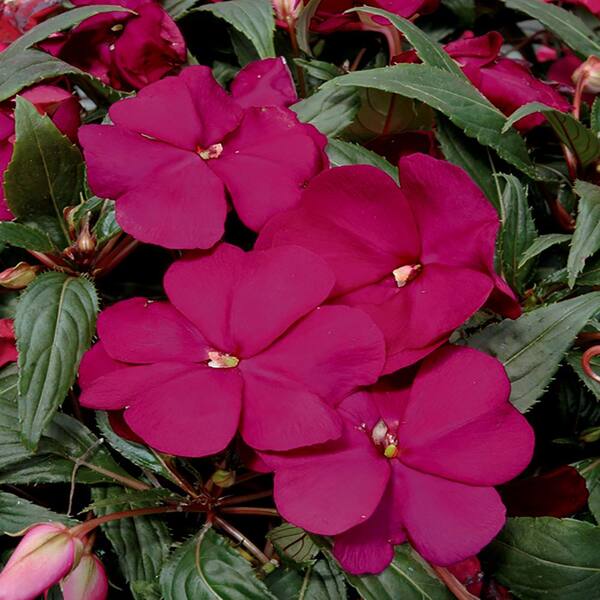 Vigoro 2.5 Qt. #1 Blue and Purple New Guinea Impatiens Plant
