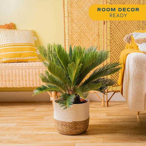 Costa Farms Sago Palm Indoor Plant in 10 in. Decor Basket Pot, Avg. Shipping Height 2-3 ft. Tall