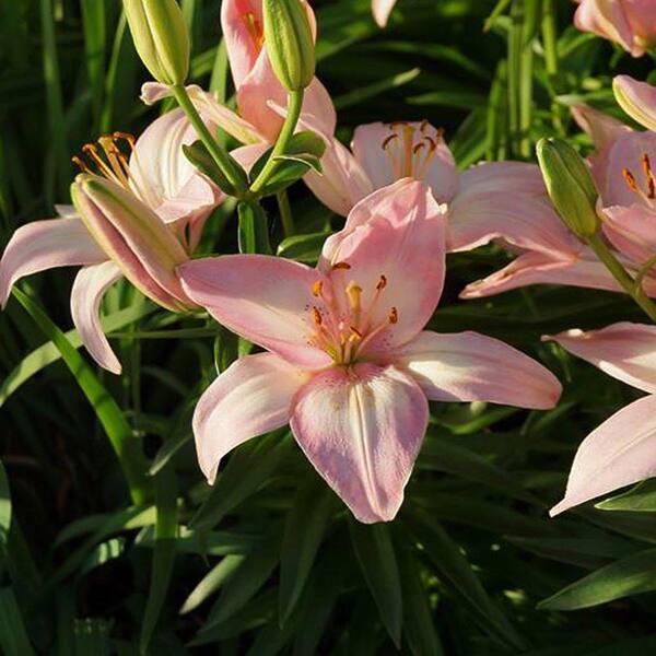 Lily Looks 1 Gal. Pink Dwarf Asiatic Lily Plant