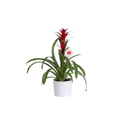 Bromeliad Plant Grower's Choice Colors in 6 in. Decor Pot
