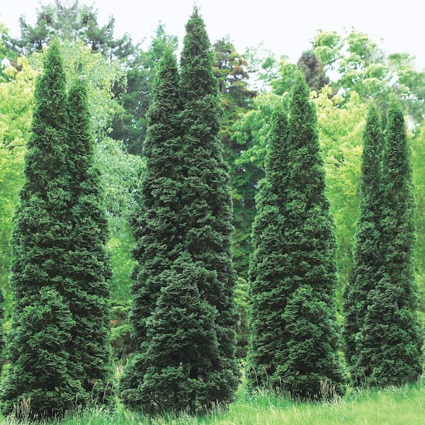 DIRECT GARDENING 1 Gal. Pot, Degroot Spire Upright Arborvitae Thuja  Evergreen Starter Shrub (1-Pack) 95899