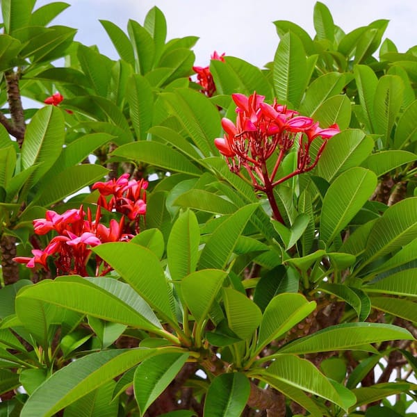 national PLANT NETWORK 1 gal. Plumeria Red Bordeaux Plant