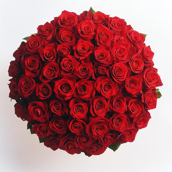 Globalrose Fresh Valentine's Day Red Roses (75 Extra Long Stems)