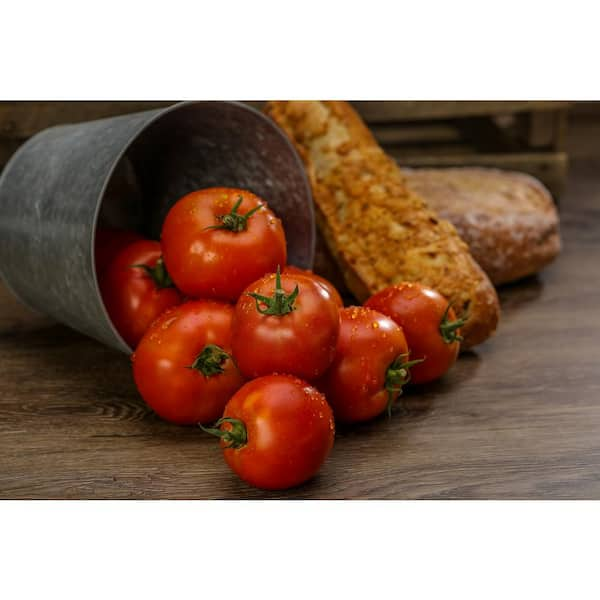 Tempting Tomatoes™ Tomato 'Garden Treasure' - Garden Crossings