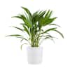 Fan Palm Plant 24 in. to 34 in. Tall in 10 in. White Decor Pot