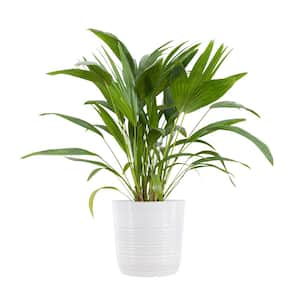 Chinese Fan Palm Plant in 10 inch White Decor Pot