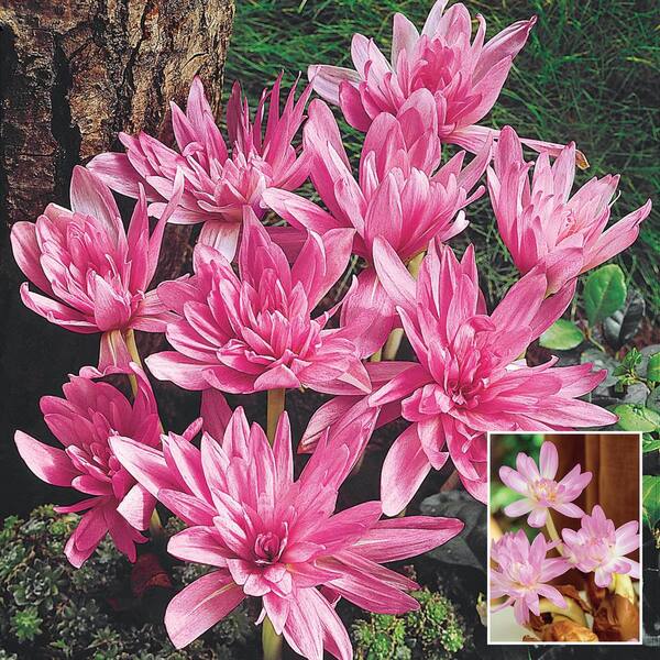 Breck's Colchicum Waterlily Fall Flowering Bulbs, Lavender Colored Flowers (3-Pack)