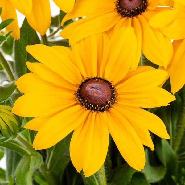 Rudbeckia 'Amarillo Gold' | ubicaciondepersonas.cdmx.gob.mx