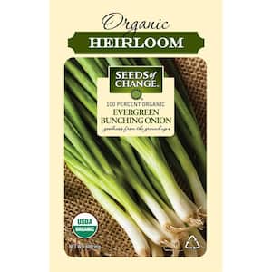 Organic Evergreen Bunching Onions seeds