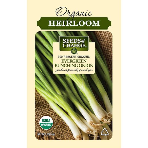 Seeds of Change Organic Evergreen Bunching Onions seeds