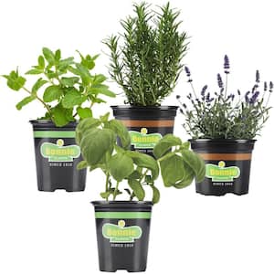 19 oz. Cocktail Herb Garden Plant Kit (4-Pack)-Lavender, Sweet Basil, Sweet Mint, Rosemary