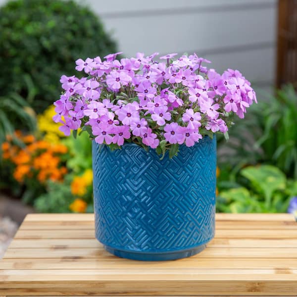 Vigoro 2 QT Phlox Woodland Phlox 'Woodlander Pink' Pink Perennial
