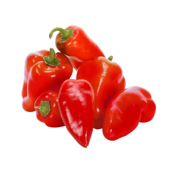 PROVEN WINNERS Sweet Petite Red Pepper, Live Plant, Vegetable, 4.25 in. Grande