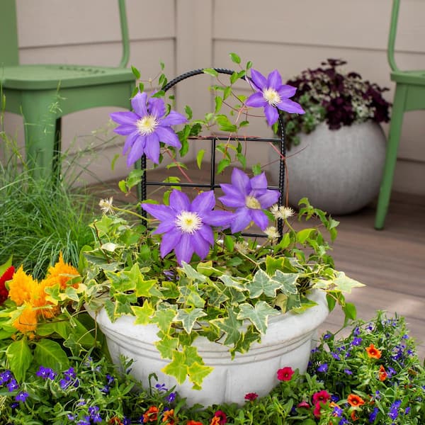 1.5 Gal. Clematis Leather flower Purple Perennial Plant (1-Pack)