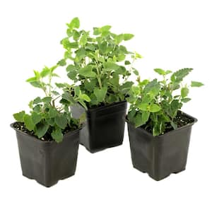 3.25 in. Agastache Peachie Keen Perennial Plant with Peach Bicolor Flowers (3-Pack)