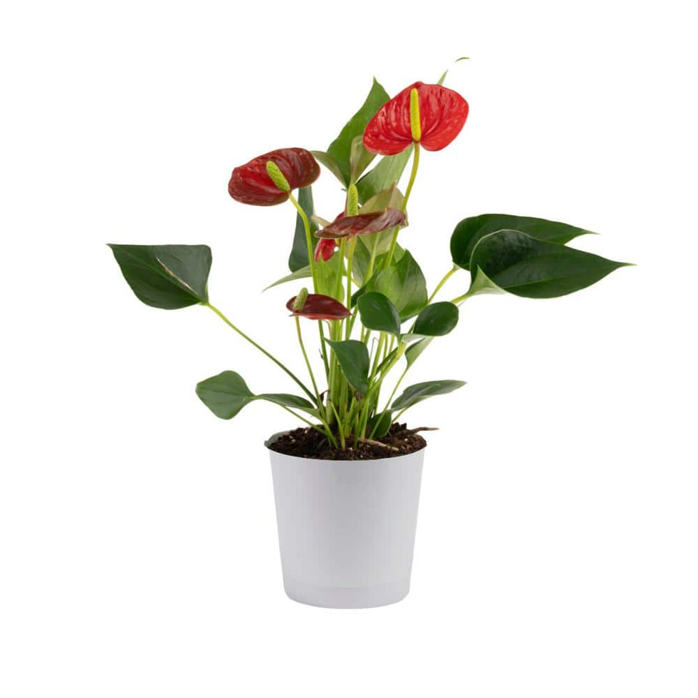 Have a question about Costa Farms Blooming Anthurium Indoor Plant in 4 ...