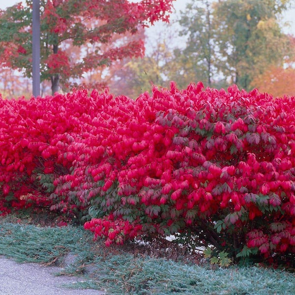 DIRECT GARDENING 1 Gal. Pot, Little Moses Dwarf Burning Bush