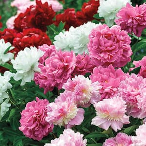 Giant Peony Mixture, Live Bareroot Perennial Plant, Mixed Colored Flowers (3-Pack)