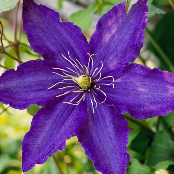 Wekiva Foliage Clematis Rhapsody-3 Live Plants in 3.5 in. Growers Pots-Beautiful Starter Flowering Vine Ready for The Garden
