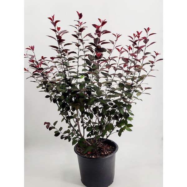 3 Gal. Purple-Leaf Sand Cherry (Prunus x cisterna) Live Shrub with White Flowers