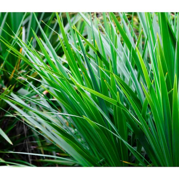 2.5 Qt. Annual Dracaena Indivisa (2-Pack) 1024 - The Home Depot