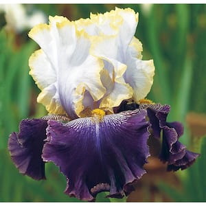 White and Purple Flowering Perennial Slovak Prince Bearded Iris Live Bareroot Plant