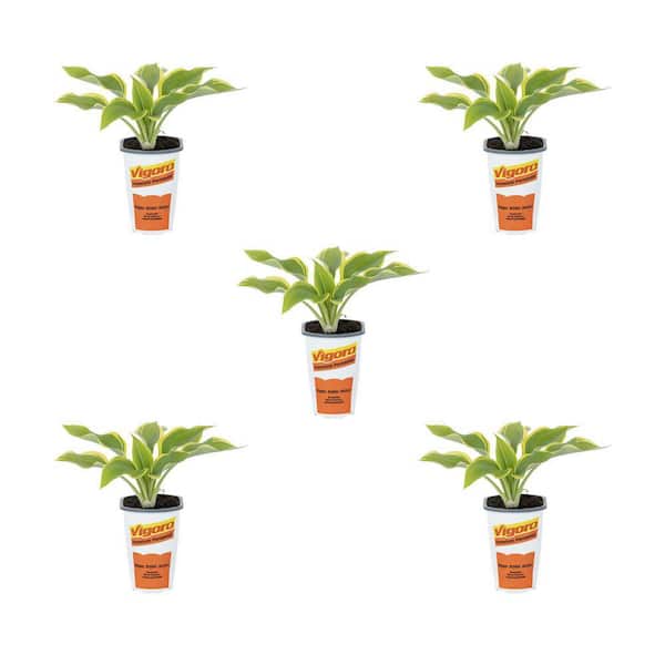 Vigoro 1.5 Qt. Hosta First Frost Perennial Plant (5-Pack)