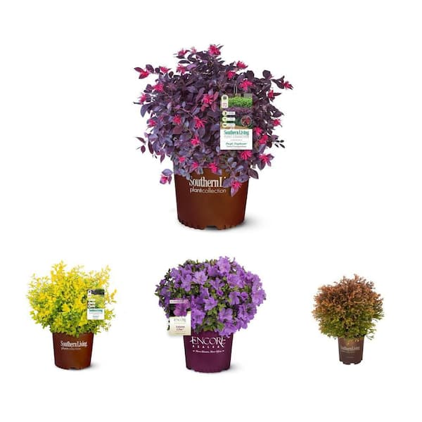 4-Plant Shrub Combo: Loropetalum, Ligustrum, Azalea, Arborvitae
