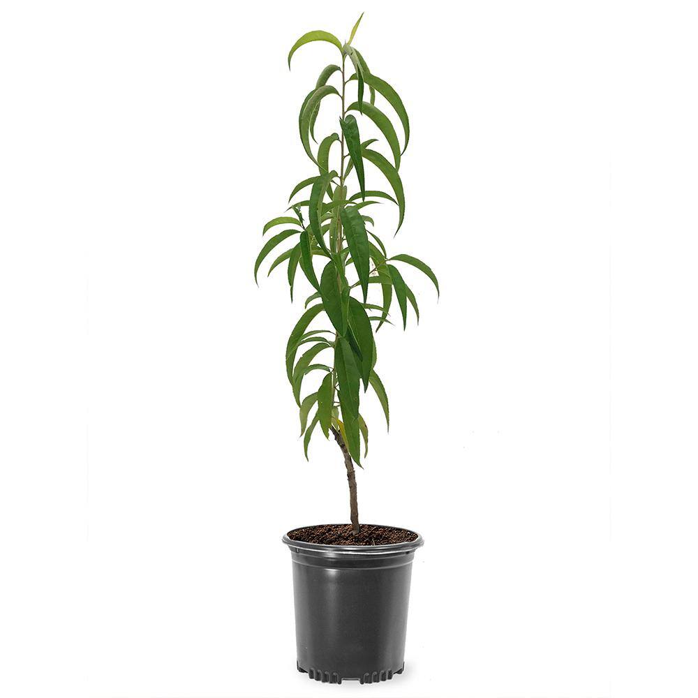 1 Gal. Carolina Gold Peach Tree
