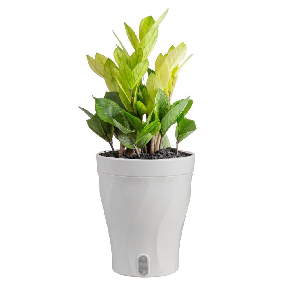 costa-farms-house-plants-m-czz